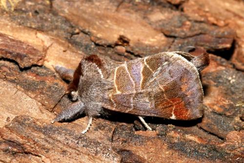 Réf. 185 696 : Clostera pigra